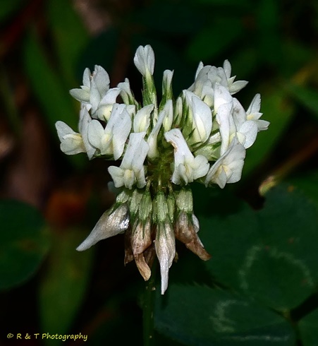 {Trifolium repens}